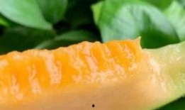 吃哈密瓜的新疆网红有哪些,新疆网红哈密瓜美食达人大盘点